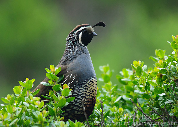 Quail in the brush