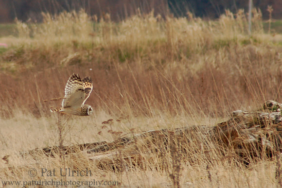 Short-eared owl on the prowl