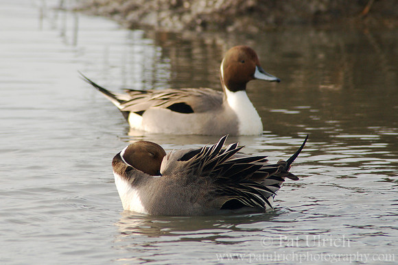 Pintail plumage 2