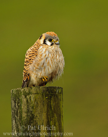 Kestrel on a pole