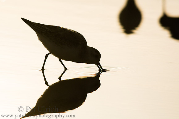 Sanderling silhouette