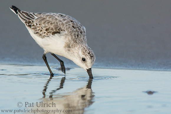 Sanderling probes the sand