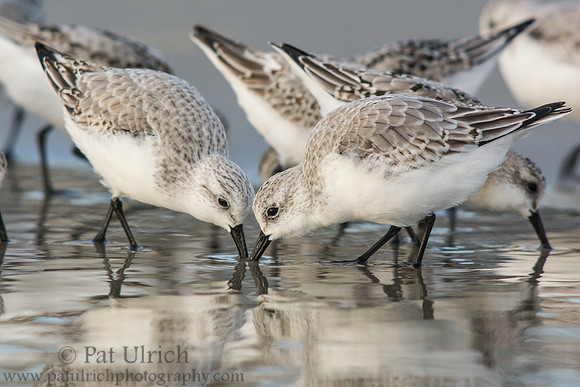 Sanderlings crossing paths