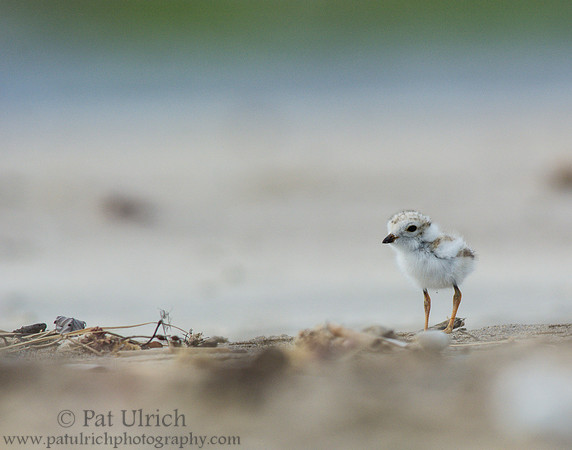 Piping plover chick in Massachusetts