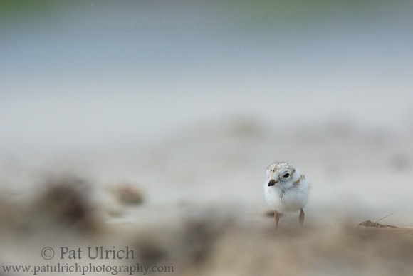 Piping plover chick in Massachusetts