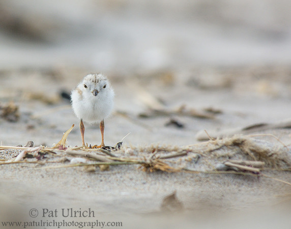 Piping plover chick in Massachusetts