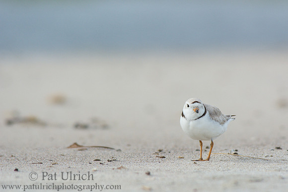 Piping plover in Massachusetts
