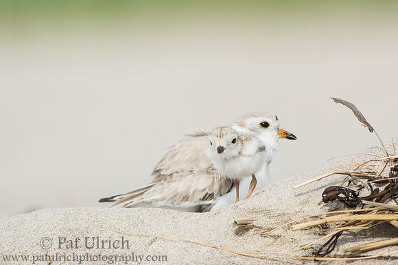 Piping plover with chick in Massachusetts