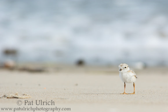 Piping plover chick in Massachusetts