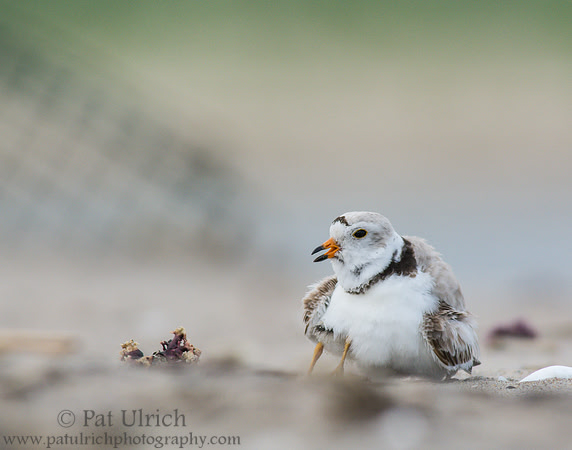 Piping plover with chick in Massachusetts