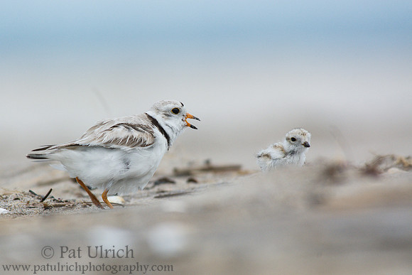 Piping plover with chick in Massachusetts