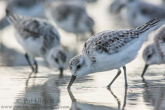 Backlit sanderlings in Maine