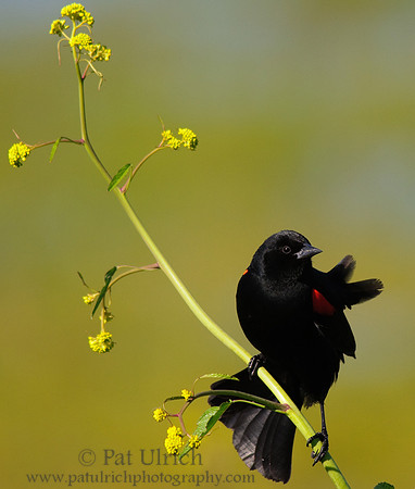 Red-winged blackbird
