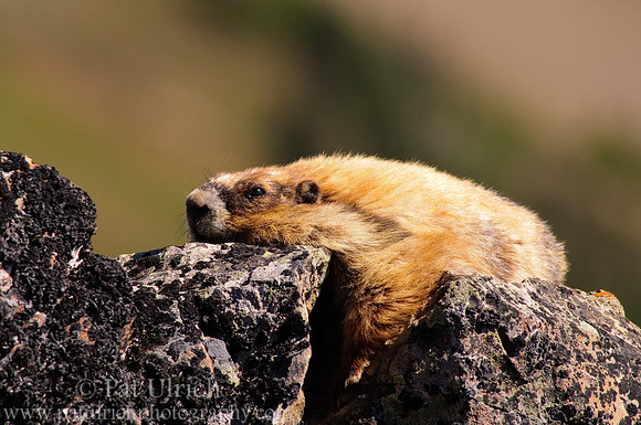 Relaxing Olympic marmot