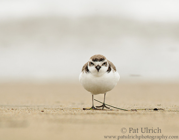 Snowy Plover Looking for Breakfast