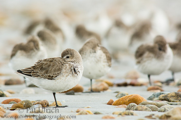Resting dunlin on Plymouth Beach
