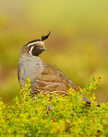 California quail in Point Reyes