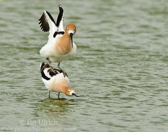 American avocet mating ritual #7