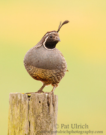 Quail on a post in Point Reyes