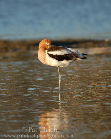 Avocet on the flats