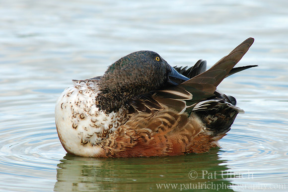 Preening