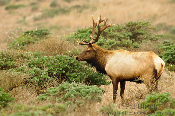 Bull tule elk on Tomales Point