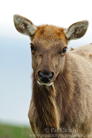 Portrait of a female tule elk