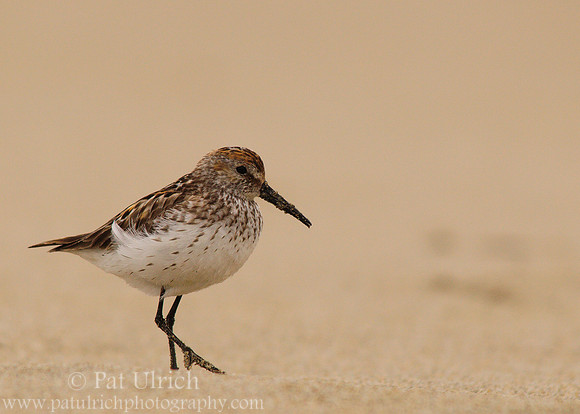 Western sandpiper