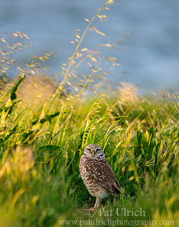 Late light, tall grass 5
