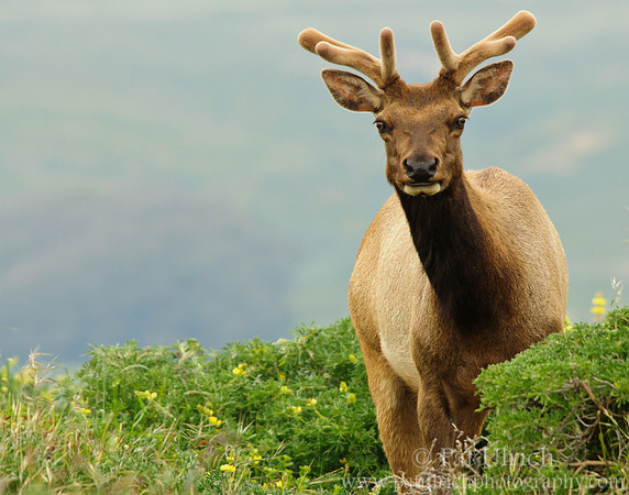 Curious tule elk stands in lupine