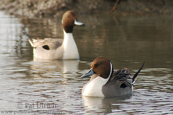 Nothern Pintail Drakes