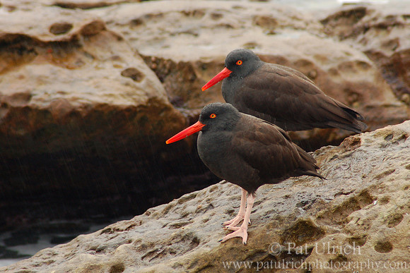 Oystercatchers in the Rain