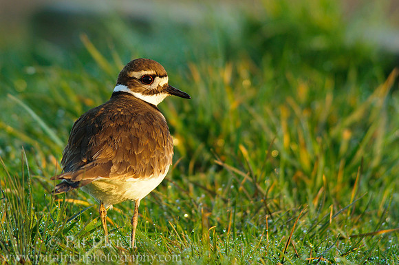 Killdeer in dew covered grass