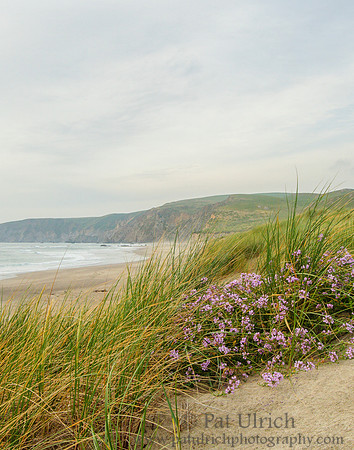 Flowers on the dunes