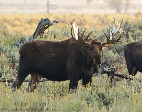 Large bull moose