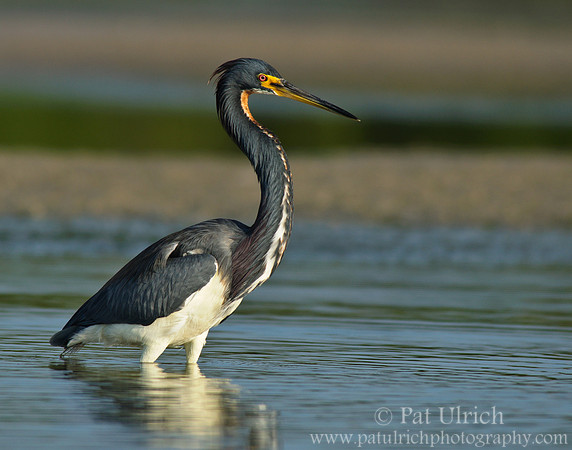 Tricolored heron portrait