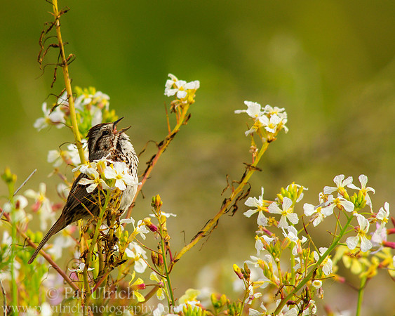 Sparrow in the wildflowers