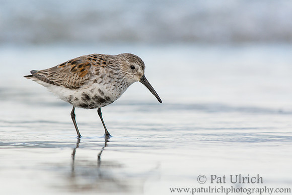 Dunlin reflections