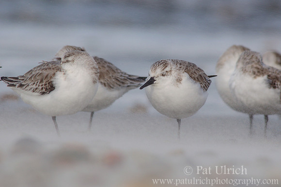 Sanderlings on a windy day
