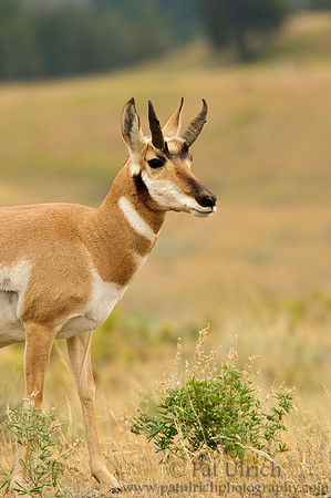 Pronghorn by the bush