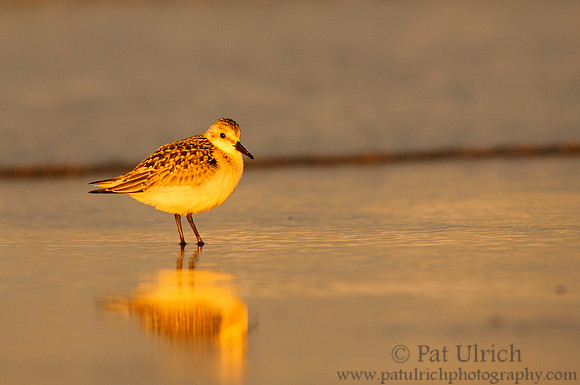 Sanderling glowing at sunset