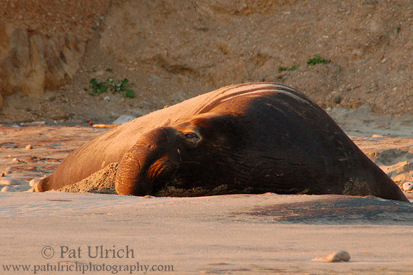Resting bull