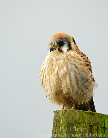American kestrel