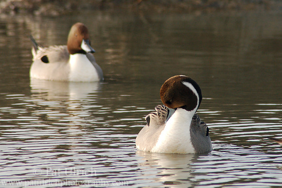 Northern pintail drakes