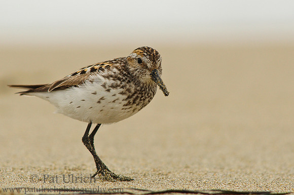 Sandpiper inspector