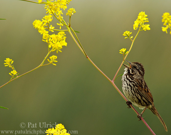 Singing song sparrow in wildflowers