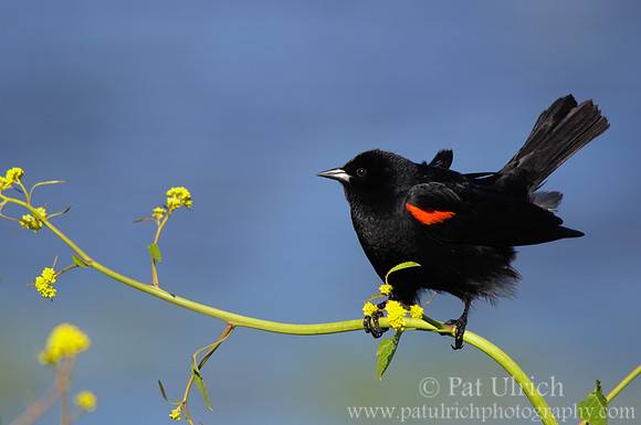 Red-winged blackbird