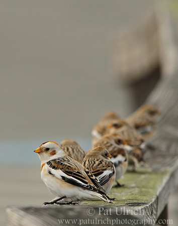 Snow buntings along the rail
