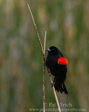 On the reeds