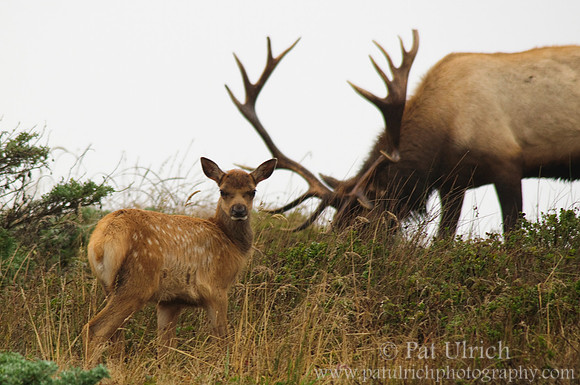 The calf and the king